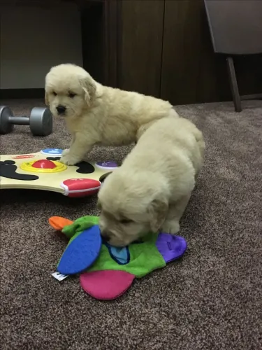 Golden Retriever maravilhosa 