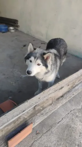 Filhotes doação husky