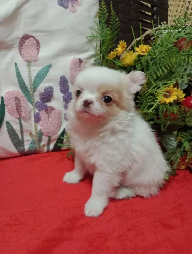 Chihuahua Macho Russo, em 10x no cartão. Entregamos