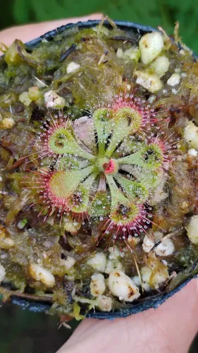 Planta carnívora Drosera burmanii 