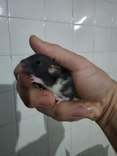 Ratos twister
