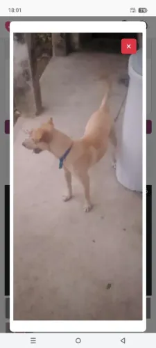 Cachorro para adoção 