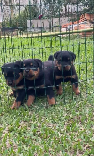 Rottweiler Um pet que combina elegância, simpatia e energia