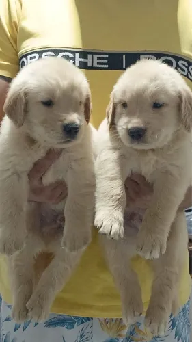 Cachorro