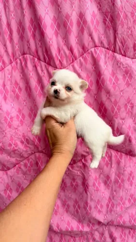 Chihuahua Macho