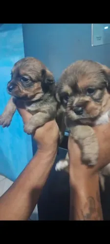 Pincher com shitzu macho 