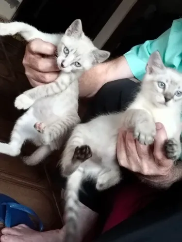 Estou Doando duas gatinhas (fêmeas)
