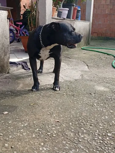 procuro uma cadela pra cruzar com meu cachorro