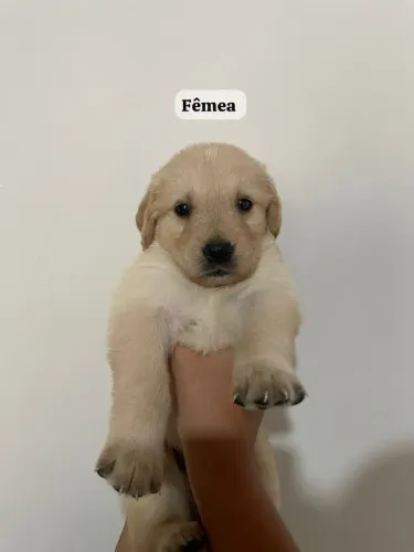 PROMOÇÃO ACABANDO FILHOTES GOLDEN