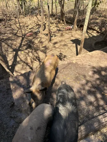 Lote de 15 porcos a venda