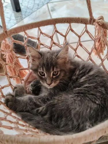 Lindos filhotes de Maine Coon