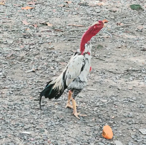 Frango Carioca Polaco