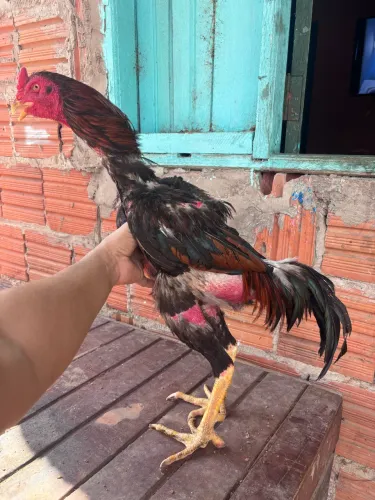 Galo indiano 