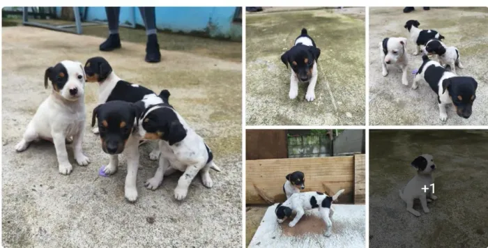 Ofertinha do dia doguinhos pequenos 120 com caminha brinde e entrega grátis