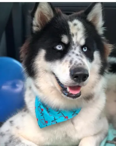 Husky siberiano misturado 