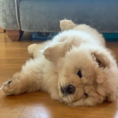 Filhotes de Chow Chow | Amor que cresce rápido.