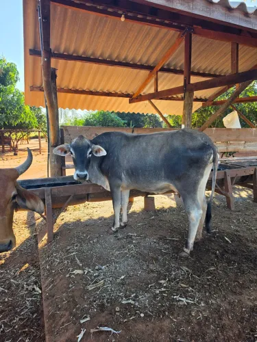 Novilha parida