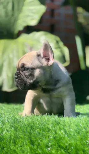 Filhote de Bulldog Frances Macho
