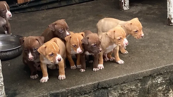 Filhotes de pitbull 