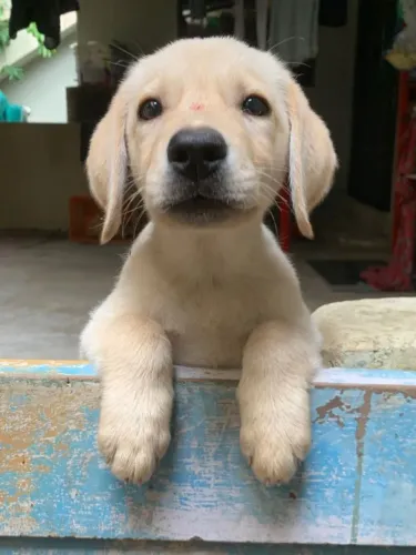 Labrador