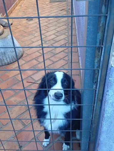 Border Collie  Fêmea 