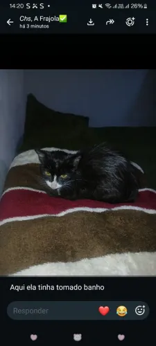 Doação de gata - preta e branca