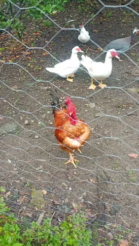 Vende-se 2 galo Brahma 1 galo índio e 1 do pescoço pelado