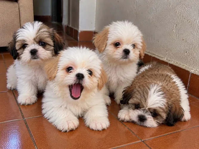 Shih-tzu disponível para retirada!