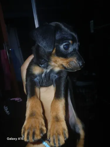 Vende se filhote de pinscher