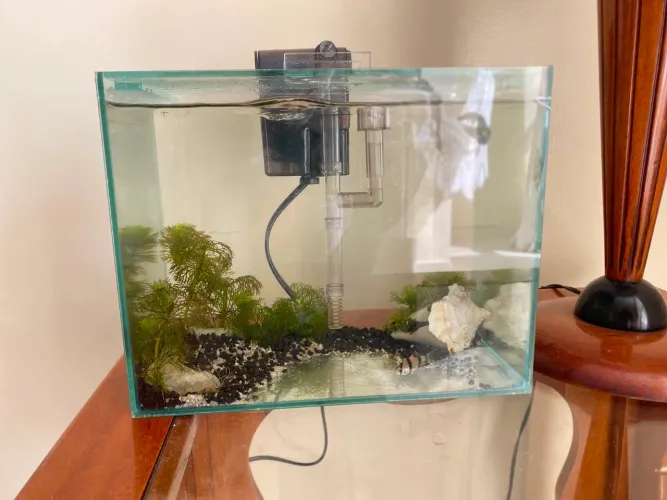 Aquário plantado com filtro - 7 litros