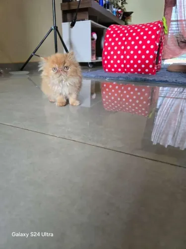 Gato Persa lindos filhotinhos com beleza diferenciada