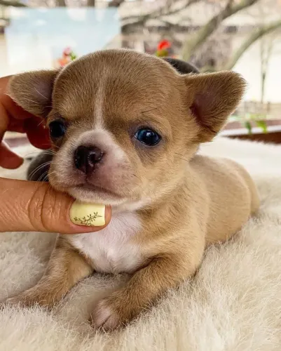 Chihuahua