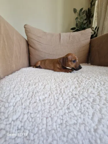 Miniatura dachshund fêmea