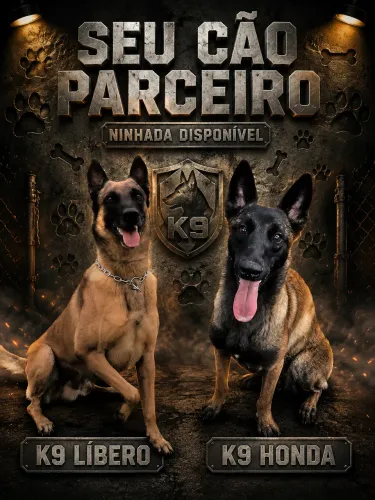 Vende se filhote de Pastor belga Malinois