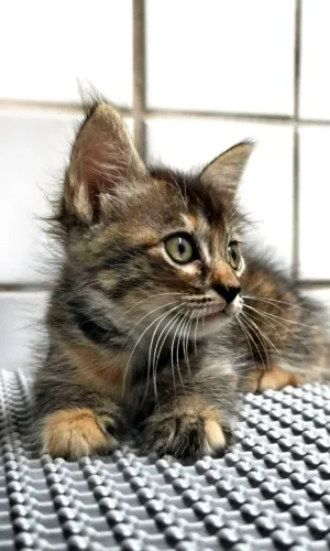 Gatinhos para doar