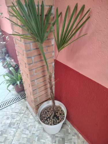Palmeira rafia com vaso