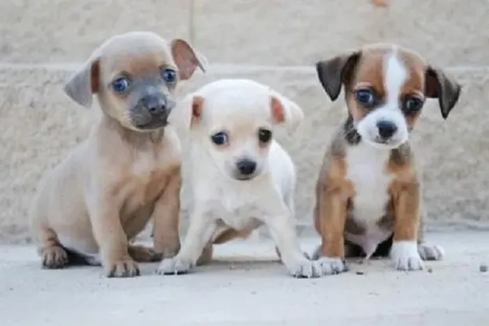 pinscher x chihuahua Educadinhos e muito espertos. chama 9 9751.6491