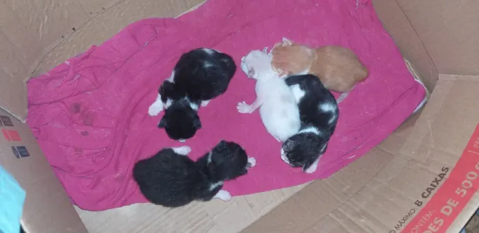 Gatos