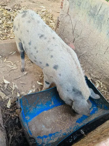 Vende-se carne de porco caipira 