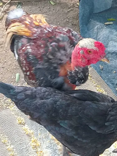 Galinha frangas e frangos ?