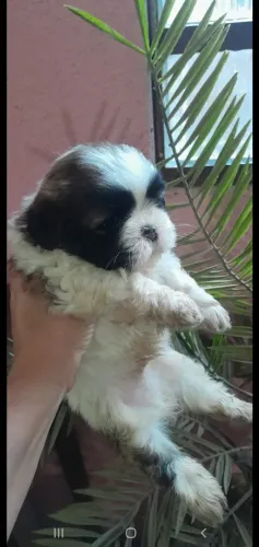 Shih tzu Perfeição! Fucinho Zero! Top