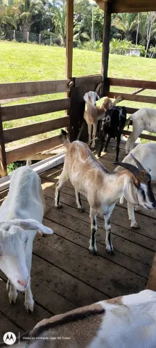 Bodes e cabras disponível.