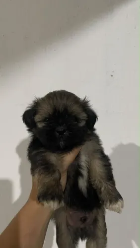 Shih tzu macho