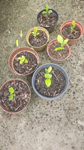 Mudas de planta limão siciliano 