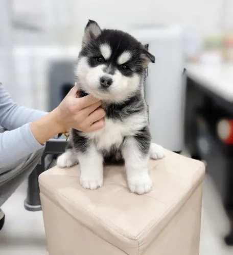 Filhotes Husky Siberiano de linhagem selecionada e pelagem densa