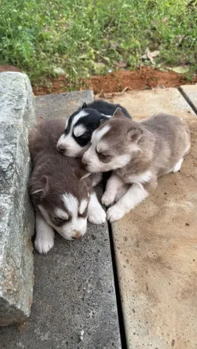 Husky siberiano