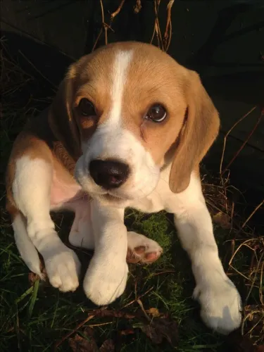 Beagle Um pet doce pronto pra fazer parte da sua vida