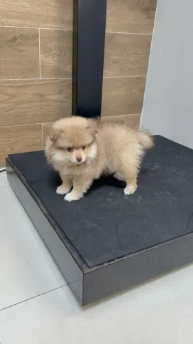 Spitz alemão