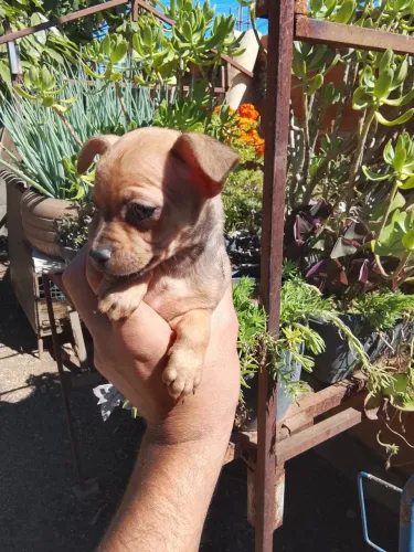 Pinscher fêmea 0/1