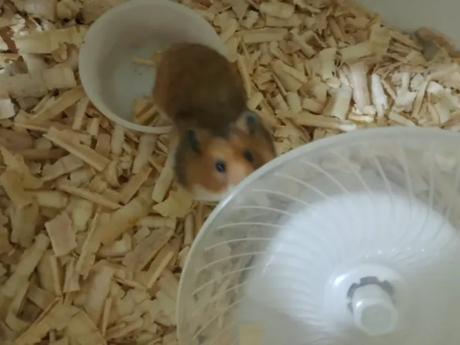 Hamster sírio 